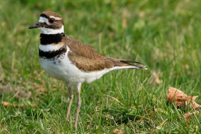 killdeer