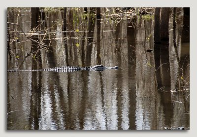 Gator in Swamp