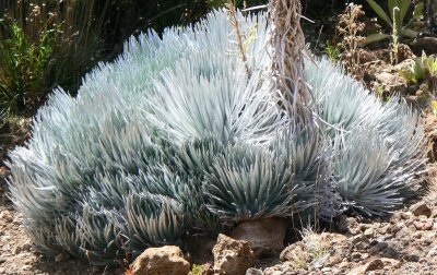 Mauna Kea Silversword