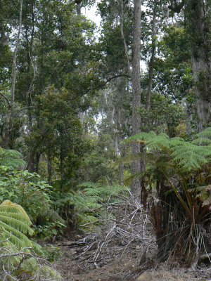 Ancient ohia forest