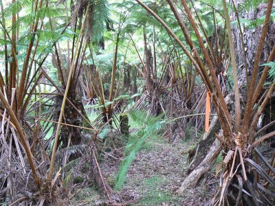 Tree Fern Understory