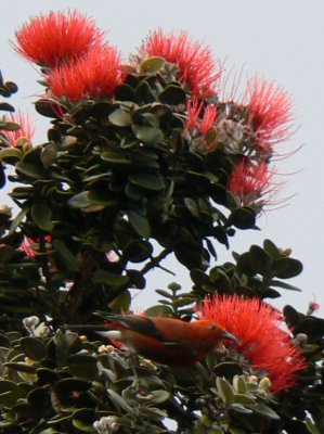 'Apapane with 'ohi'a blossoms