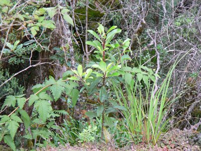 Native Kipuka Plants