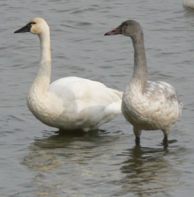 Tundra Swans