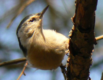 White-breasted Nuthatch