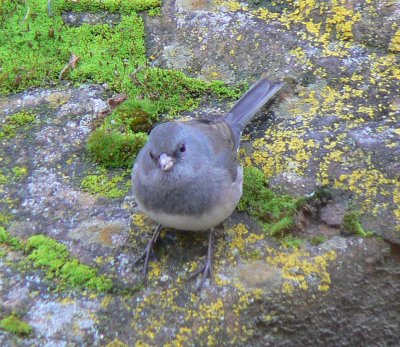 Dark-eyed Junco