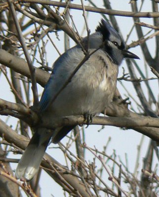 Blue Jay