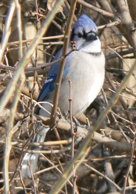 Blue Jay