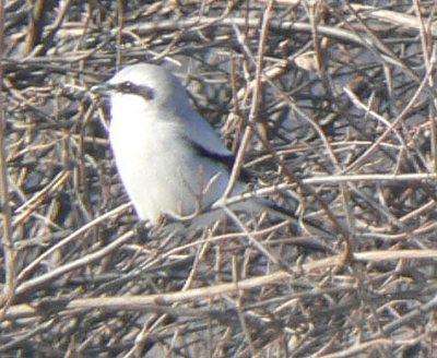 Northern Shrike