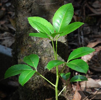 Araliaceae (Ivy Family) - 'Olapa, 'Ohe Mauka, etc