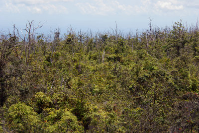 'Ohi'a Dieback