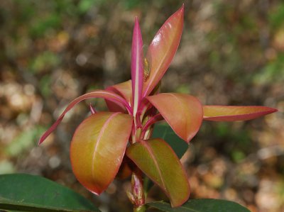 Myrsinaceae (Myrsine Family) - Kolea, Kilioe
