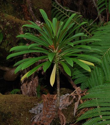 Campanulaceae (Bellflower Family) - Lobelioids