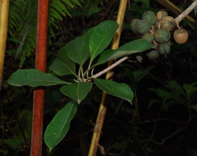 Pittosporaceae - Ho'awa