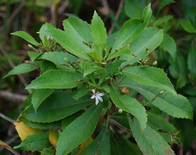 Goodeniaceae - Naupaka