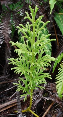 Club Moss