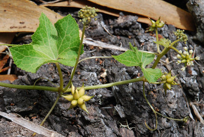 Cucurbitaceae (Gourds) - 'Anunu