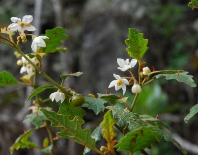 Flowers and Fruit