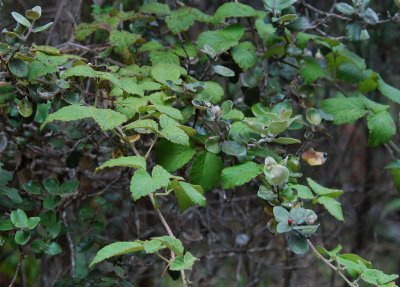 Rubus Macraei