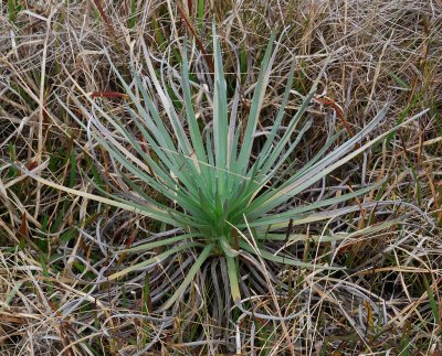 Mauna Loa Silversword