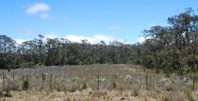 Wild Silversword Exclosure