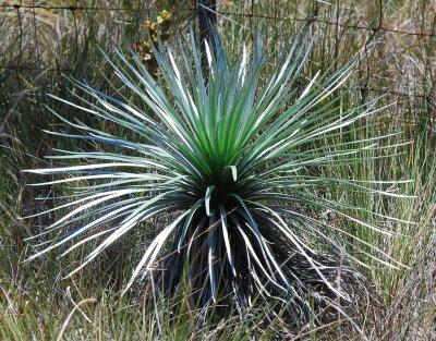 Mauna Loa Silversword