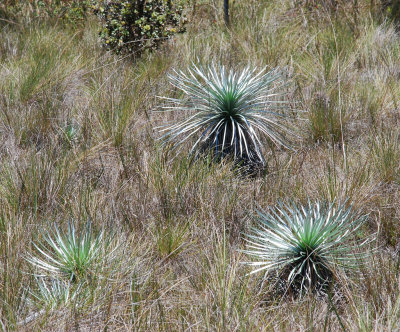 Mauna Loa Silverswords