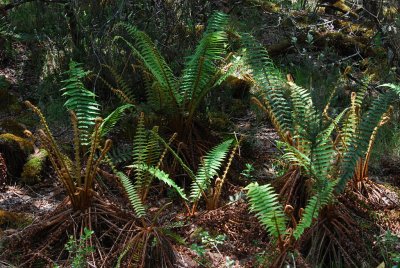 Laukahi (Dryopteris)