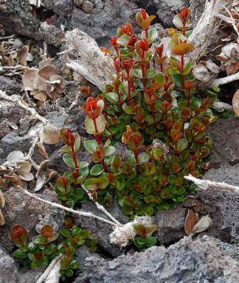 'Ohi'a Sprouts