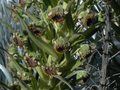 Silversword Flowers!