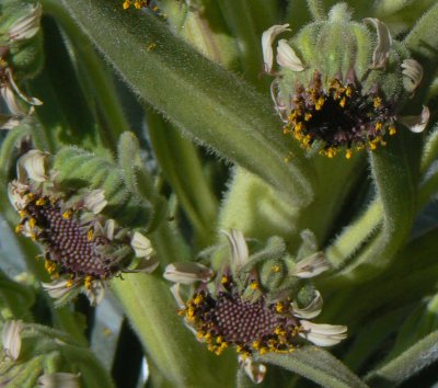 Flower Detail