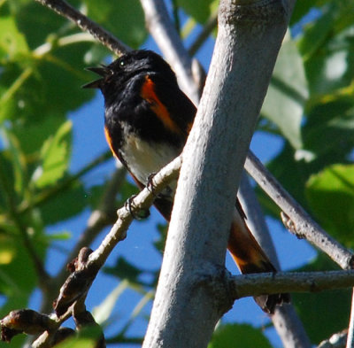 American Redstart