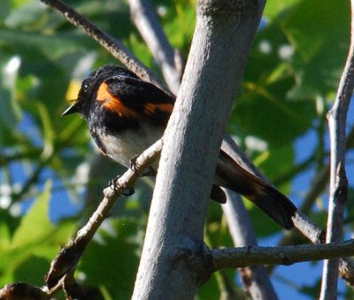 American Redstart