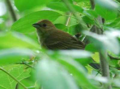 Indigo Bunting, Female