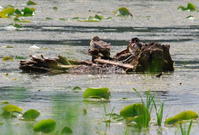 Wood Ducks and Painted Turtles