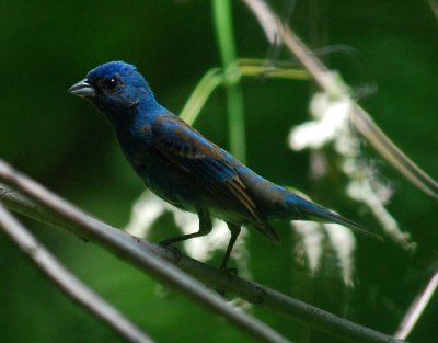 Indigo Bunting