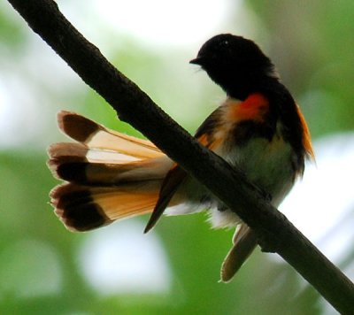 American Redstart