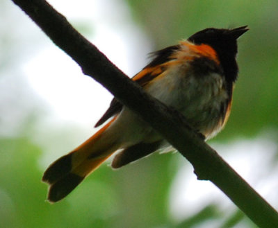 American Redstart