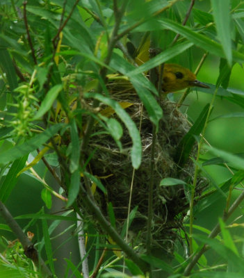 Yellow Warbler On Nest