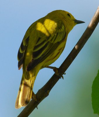 Yellow Warbler