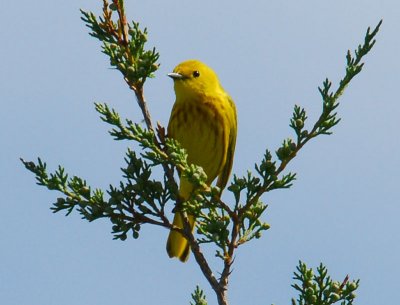 Yellow Warbler