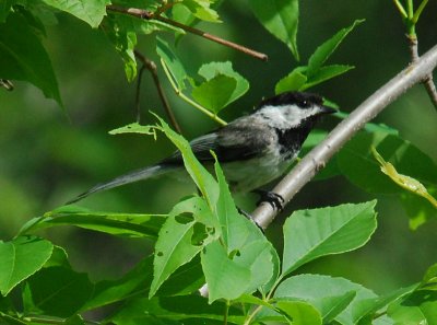 Black-Capped Chickadee