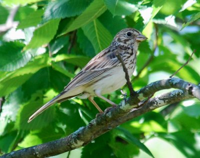 Vesper Sparrow?