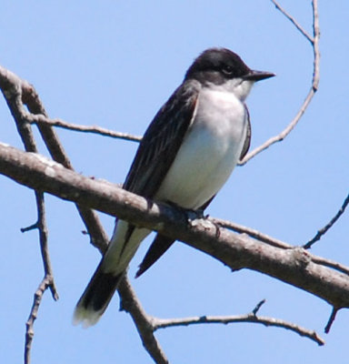 Eastern Kingbird