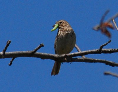 Vesper Sparrow