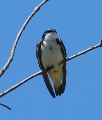 Tree Swallow