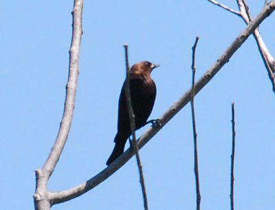 Brown-Headed Cowbird