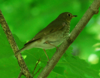 Hermit Thrush