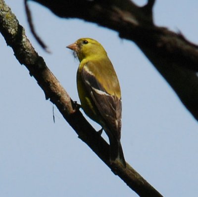 American Goldfinch