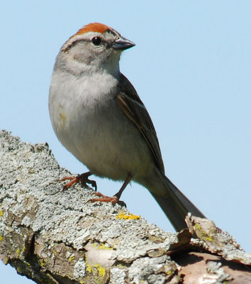 Chipping Sparrow